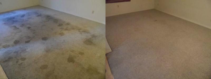 professional carpet cleaning